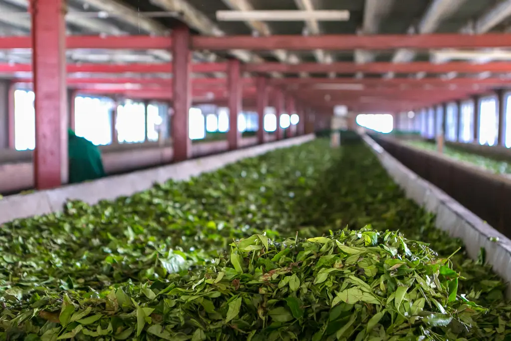 Sistem Payroll dalam Satu Aplikasi, Langkah Agri Wangi Percepat Bisnis