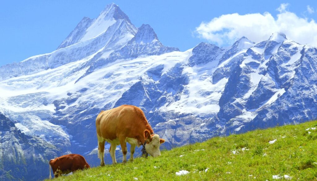 gambar gunung di swiss